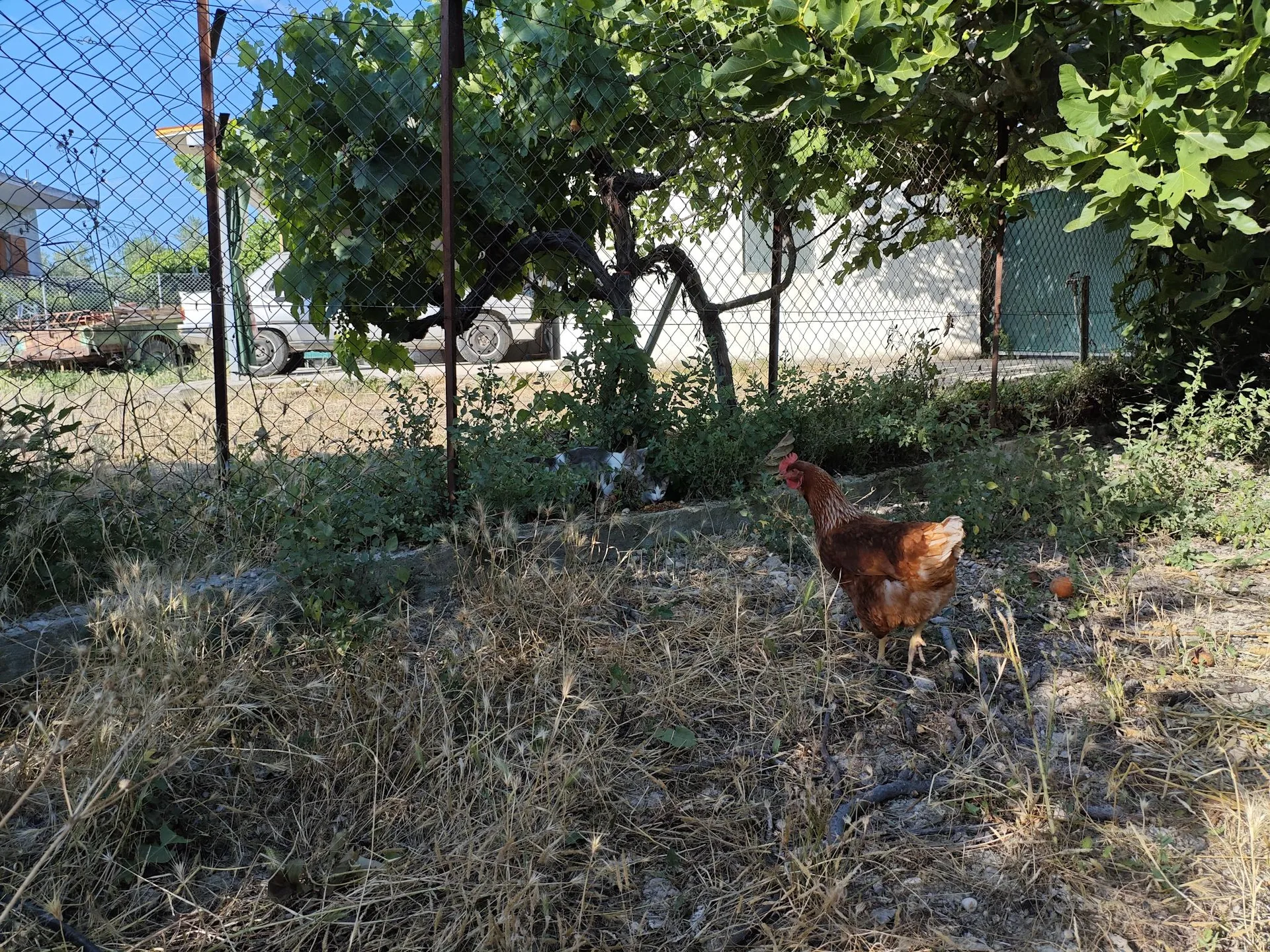 Chickens around the olive grove