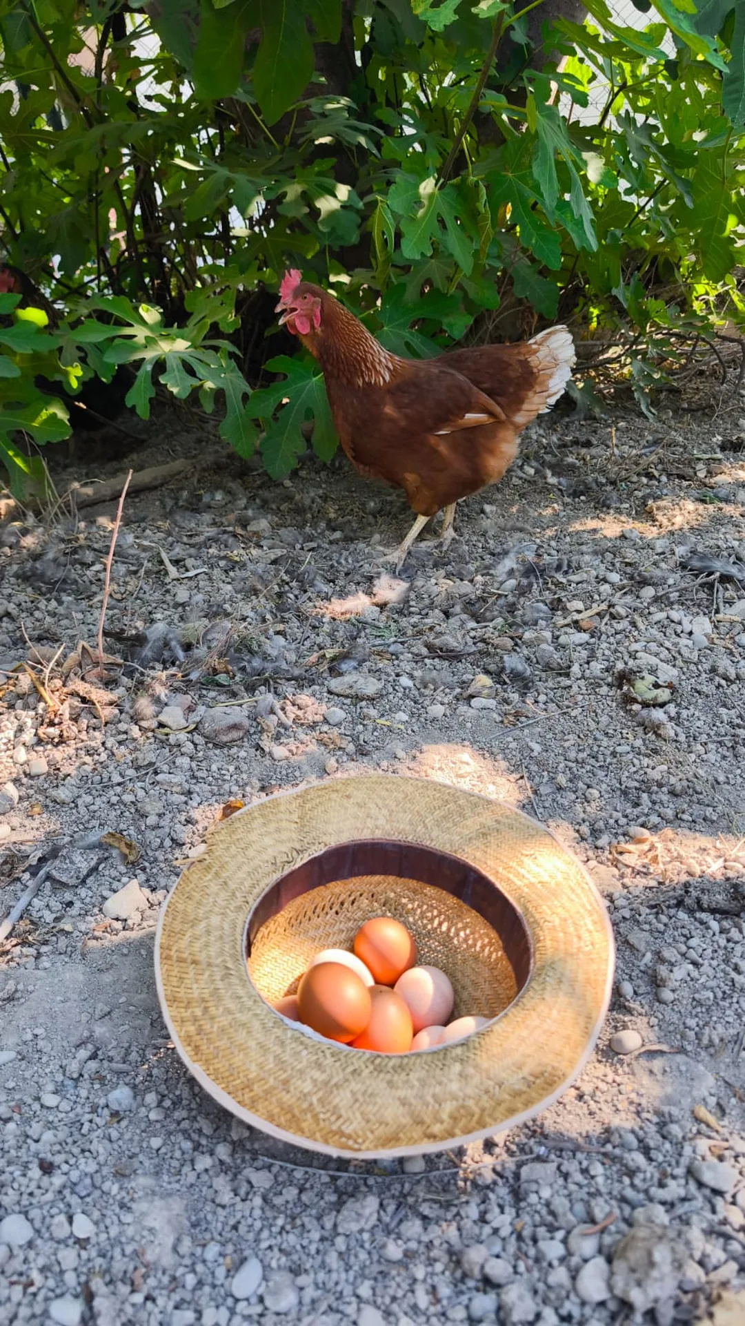 Free range eggs
