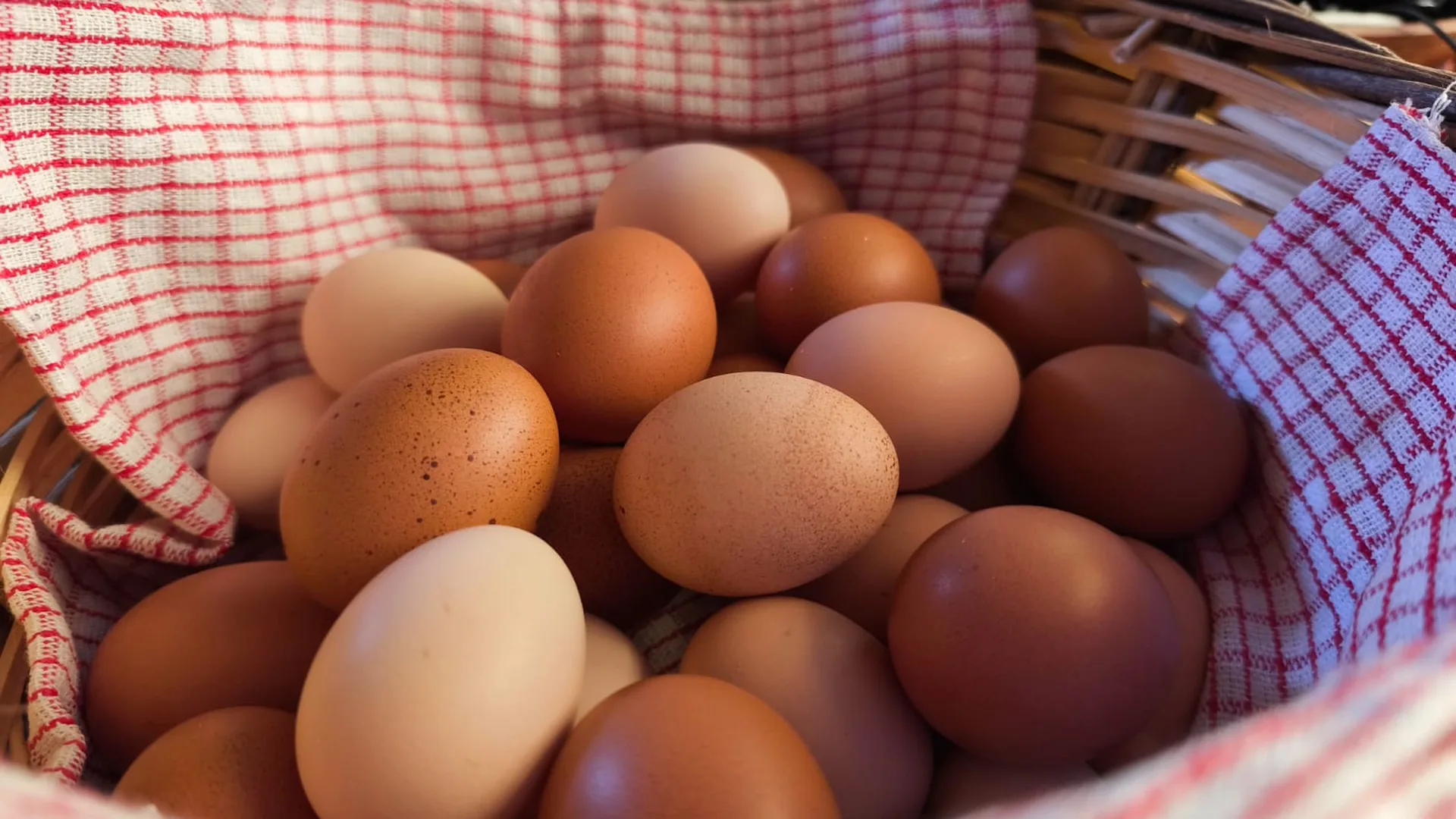Free range eggs