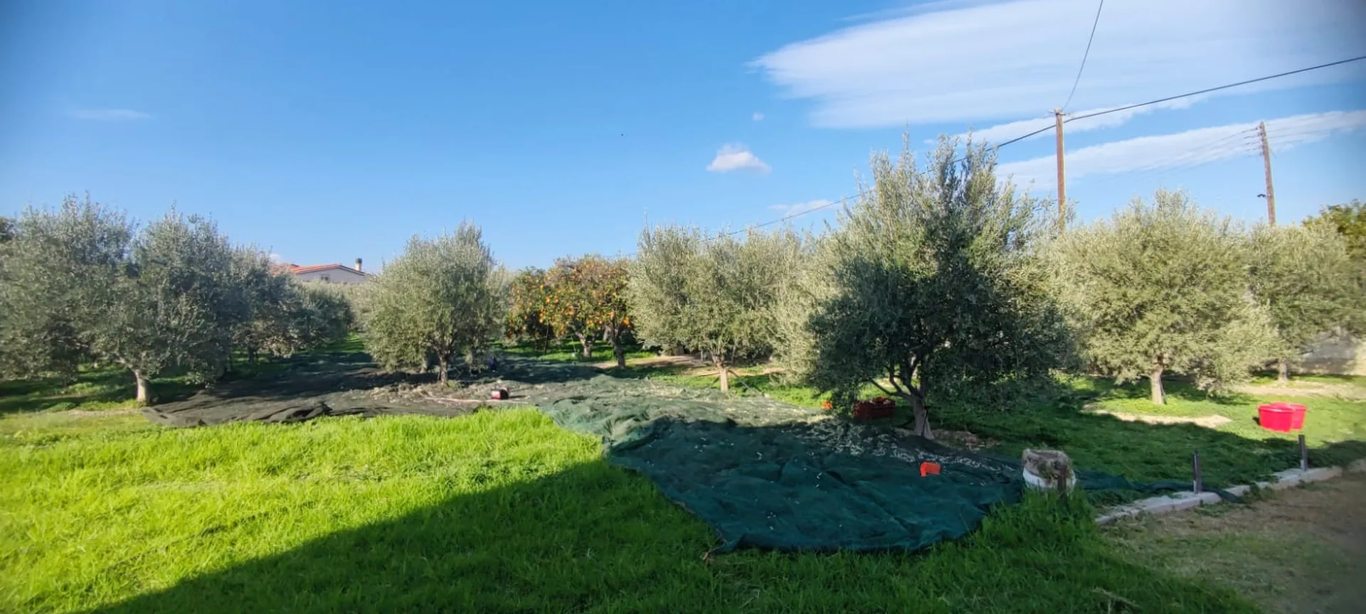 Nathea Farm