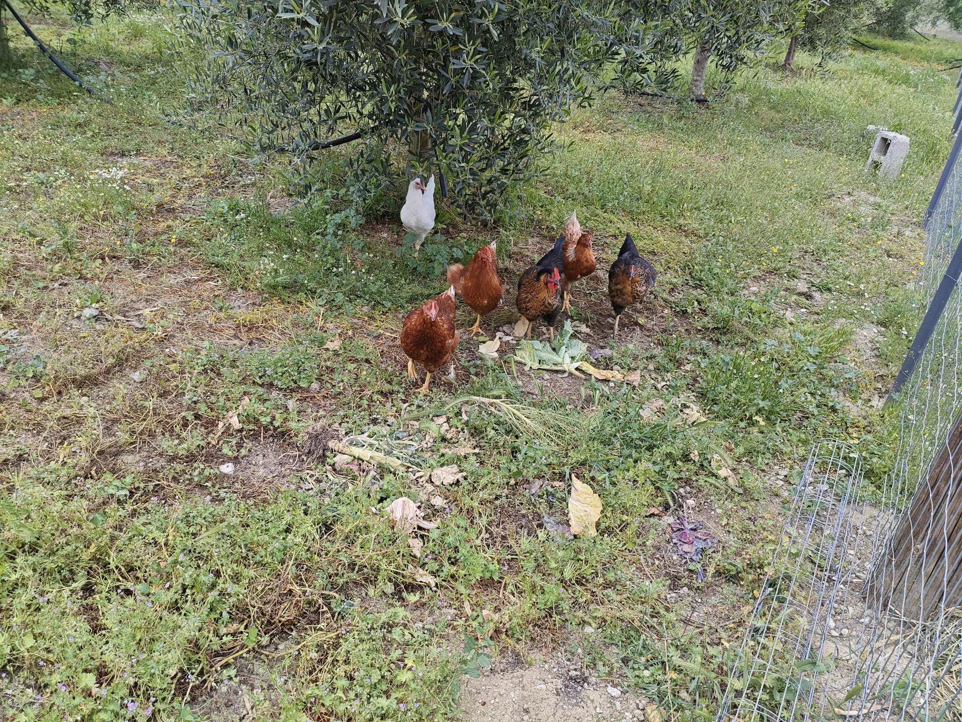 Nathea Farm