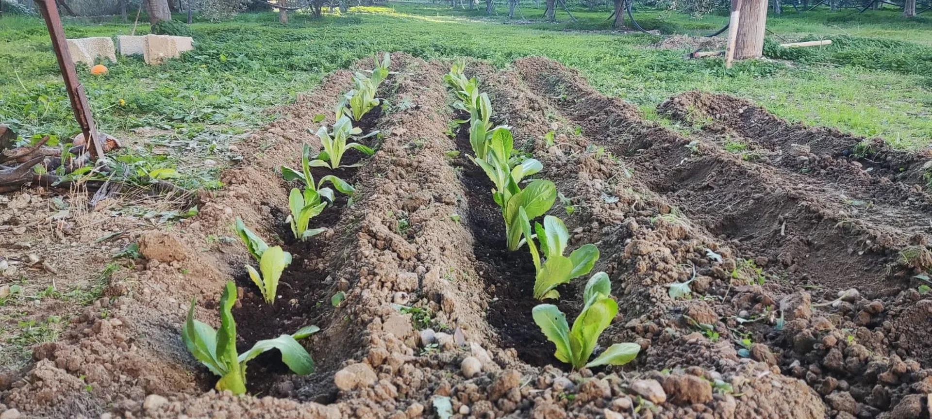 Nathea Farm